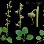 Pyrola rotundifolia