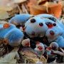 Hydnellum caeruleum
