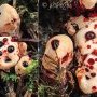 Hydnellum peckii
